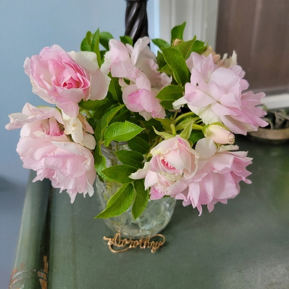 Meet your Posher, Dorothy - Picture 7 of 9